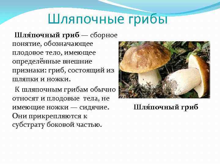 Доклад-сообщение белый гриб (2, 3, 5 класс) (описание для детей)