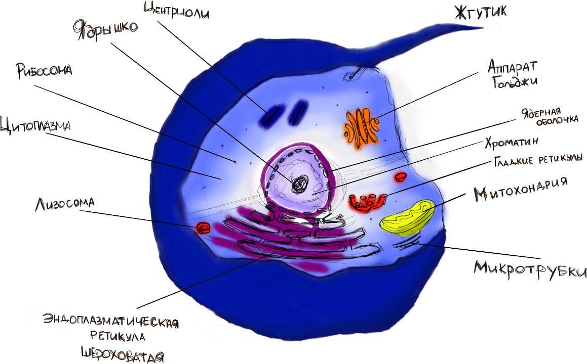 Строение эукариот рисунок