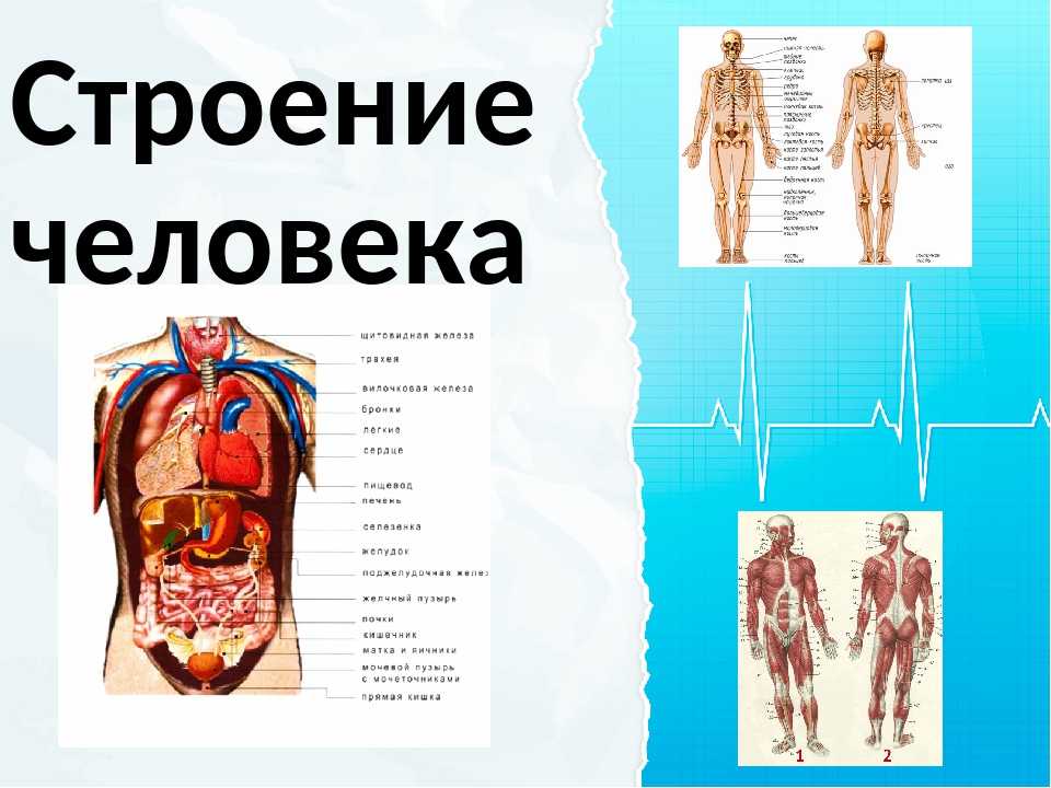 Анатомия строение организмов и органов. Скелет человека с описанием внутренних органов. Скелет человека с органами спереди. Строение человека спереди внутренние. Строение чедовек.