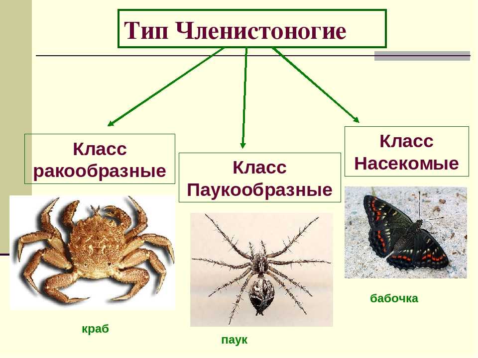 Членистоногие Arthropoda - самый успешный тип беспозвоночных животных, который включает в себя: губоногих, двупарноногих многоножек, пауков, клещей, мечехвостов, скорпионов, насекомых и ракообразных