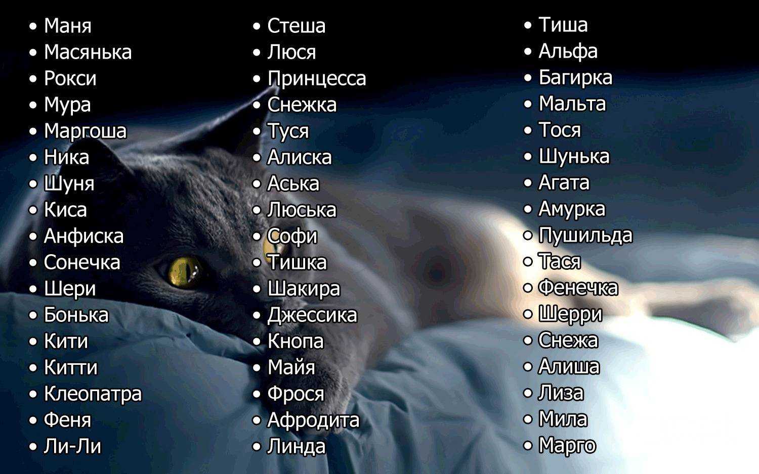 Огромный список кличек для кошки на каждую букву алфавита, по породам, по окрасу Самые прикольные, красивые и редкие имена для котенка девочки Узнайте самое красивое имя