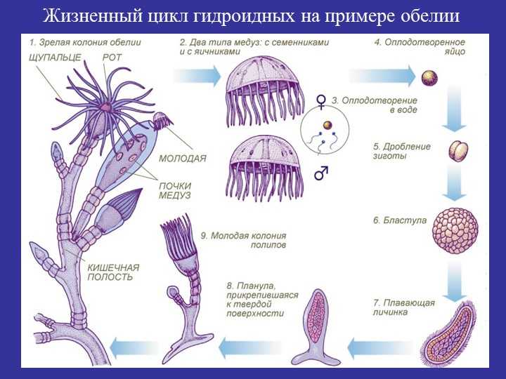 Медуза: описание, где обитают, чем питаются, сколько живут