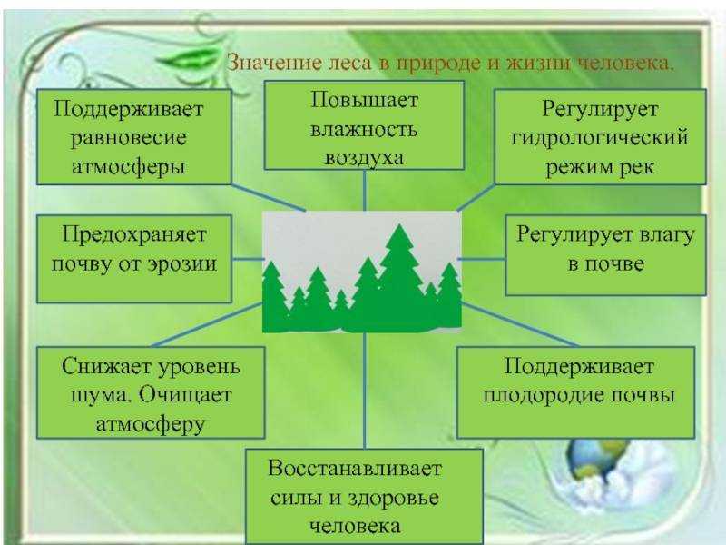Урок 3: лес и его обитатели - 100urokov.ru