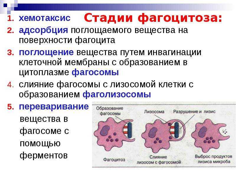 Механизм фагоцитоза. Фагоцитоз понятие механизм. Фагоцитоз последовательность процессов. Фагоцитоз и его виды.