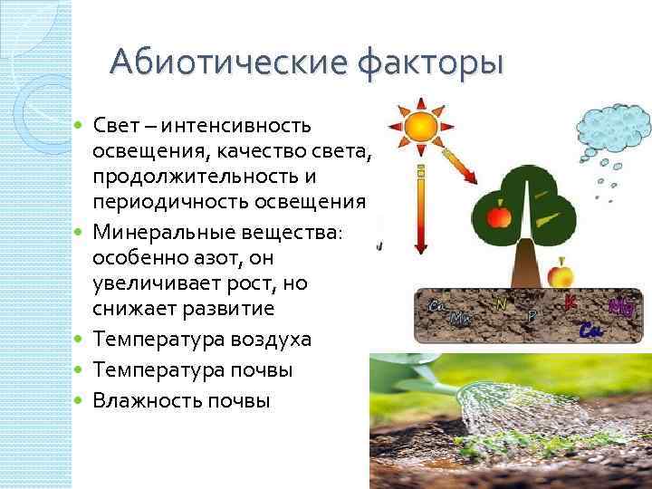 § 11. наземно-воздушная среда жизни. адаптации организмов к жизни в наземно-воздушной среде
