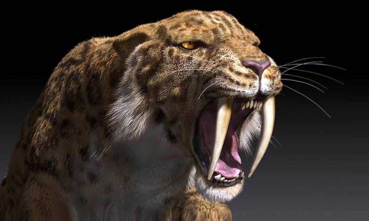 Саблезубый тигр — как правильно называется, как выглядели доисторические хищники