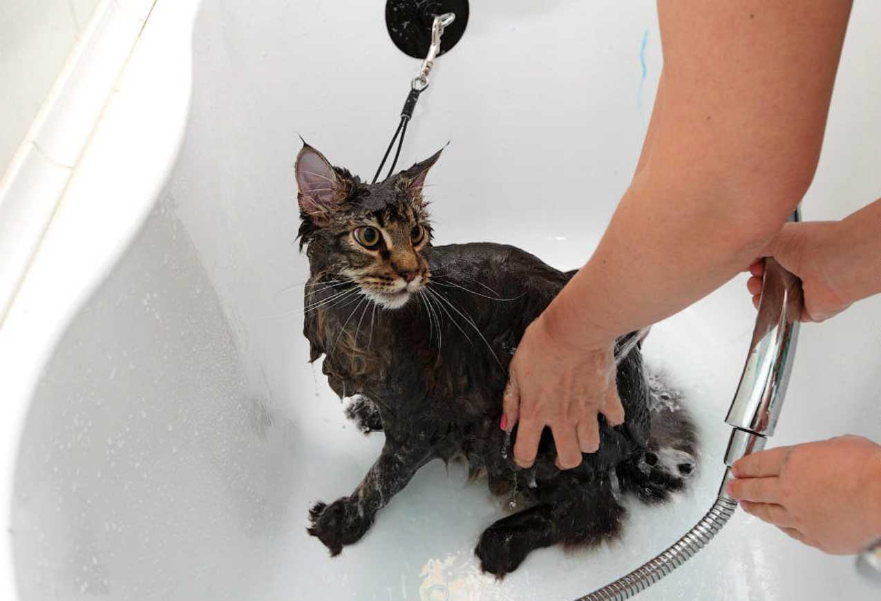 Как купать котенка?