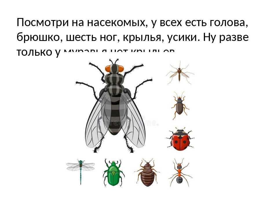 Конечности у насекомых – darvin