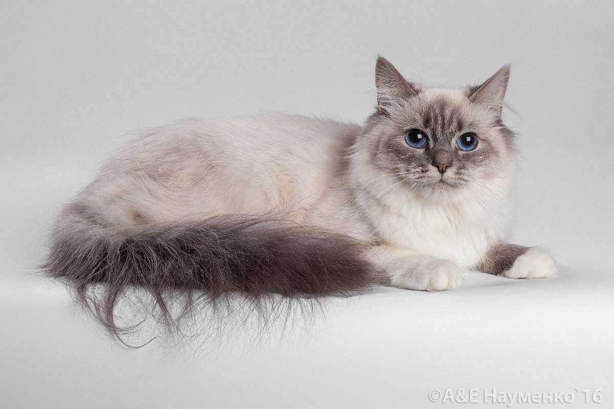 Невская маскарадная кошка, описание породы, характер, окрасы, чем кормить, уход и содержание, фото