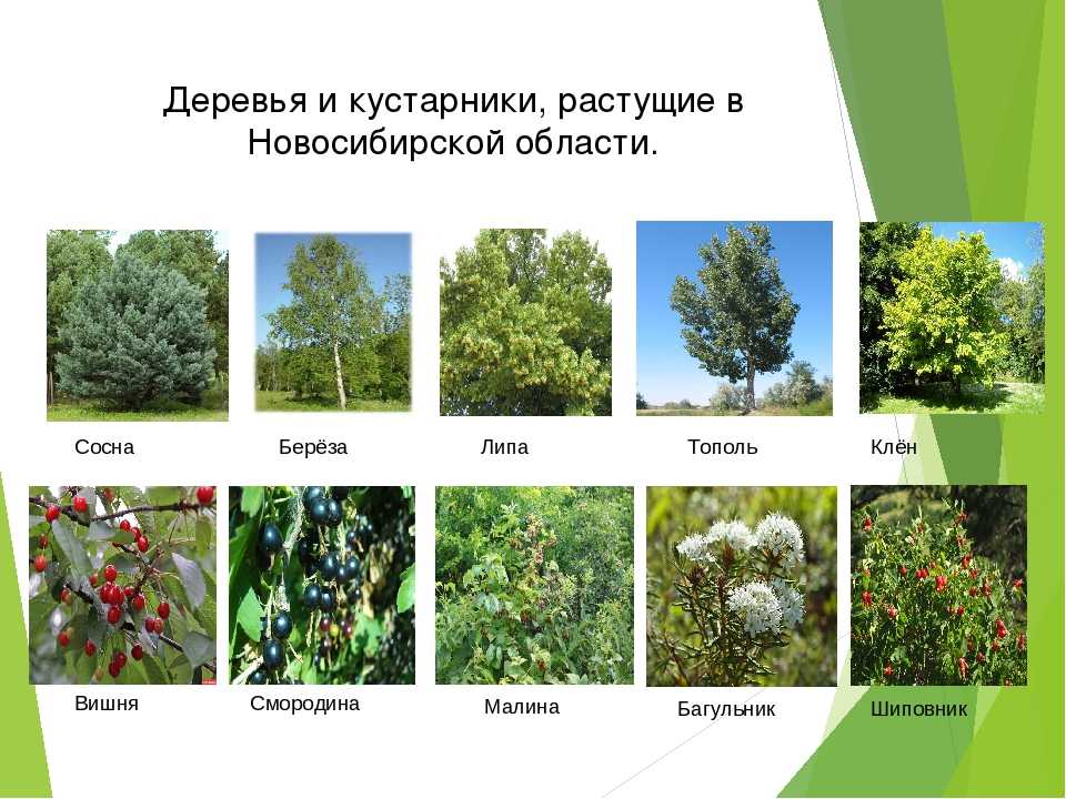 Растения и животные смешанных лесов: типичные представители флоры и фауны - tarologiay.ru