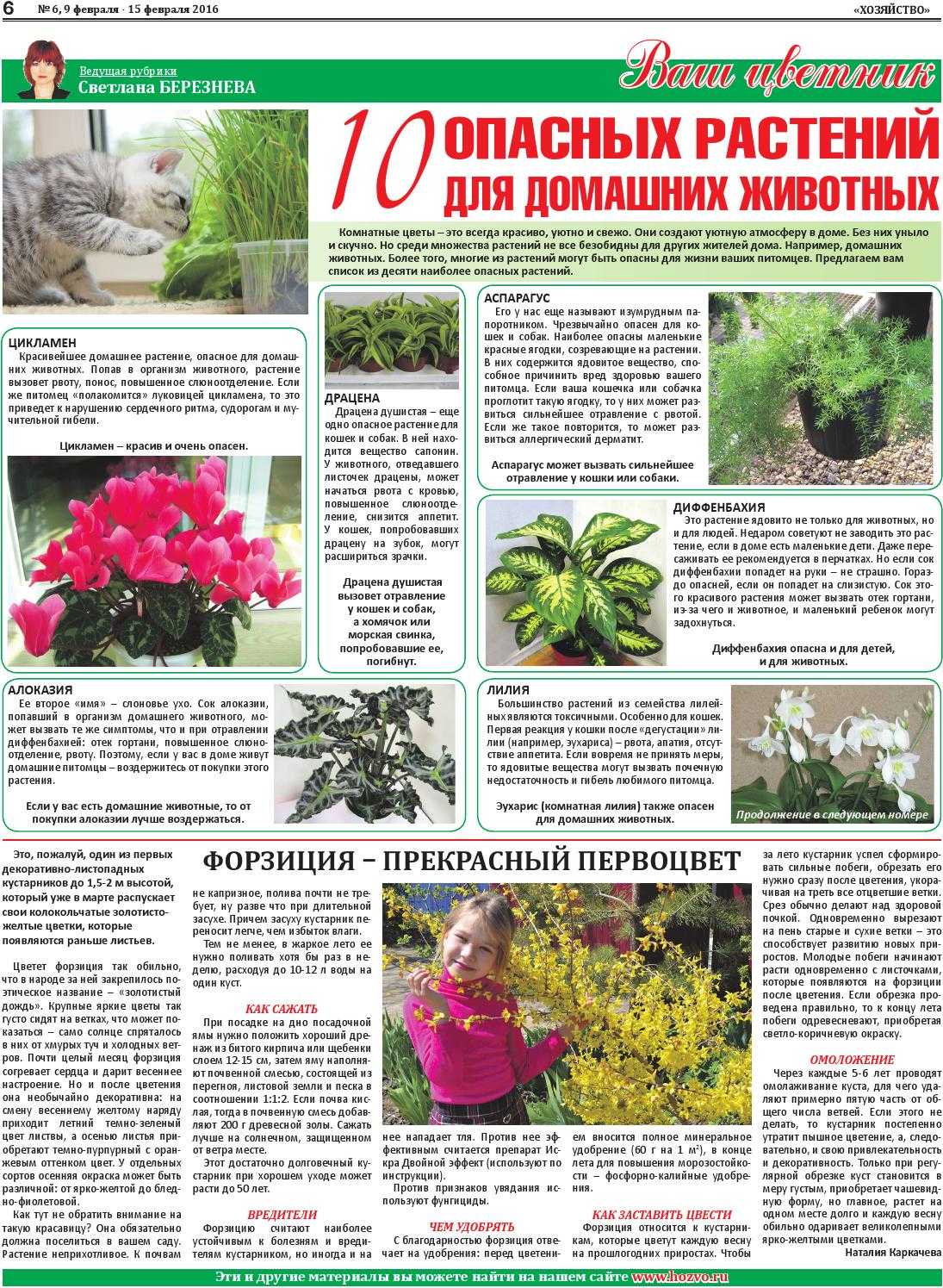 Список из 50 вредных растений и цветов для кошек, которые не следует давать им на зуб Что делать если кошка уже съела ядовитое растение