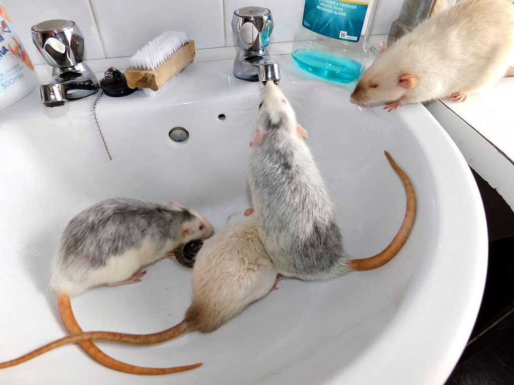 Как и чем кормить домашнюю крысу