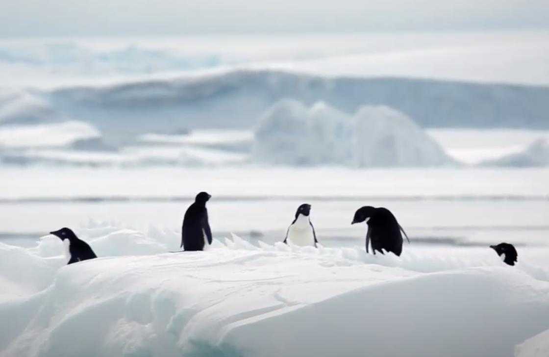 Нод «очень важный господин, житель антарктиды — пингвин» (подготовительная группа). воспитателям детских садов, школьным учителям и педагогам - маам.ру