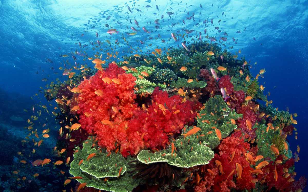 Что такое кораллы - это натуральные виды кораллов (фото и видео)