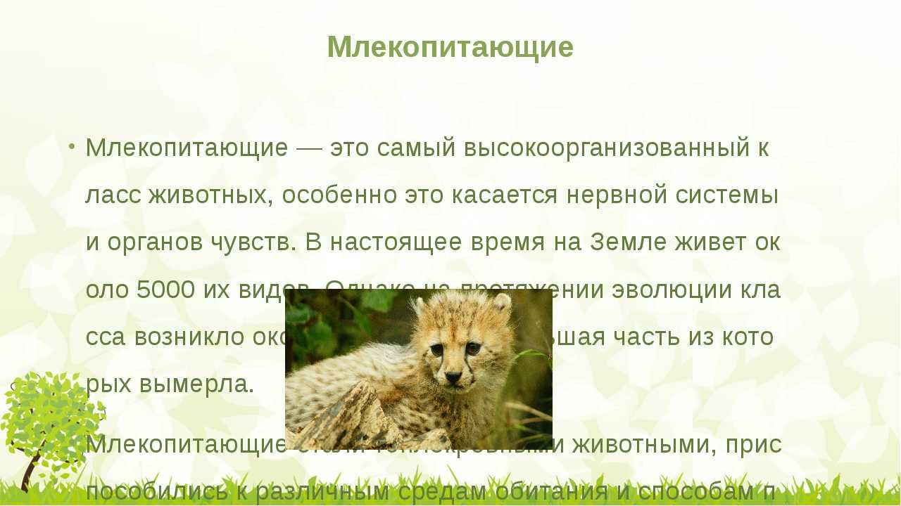 Что такое беспозвоночные животные. часть 2 - "добрый-совет.ru"