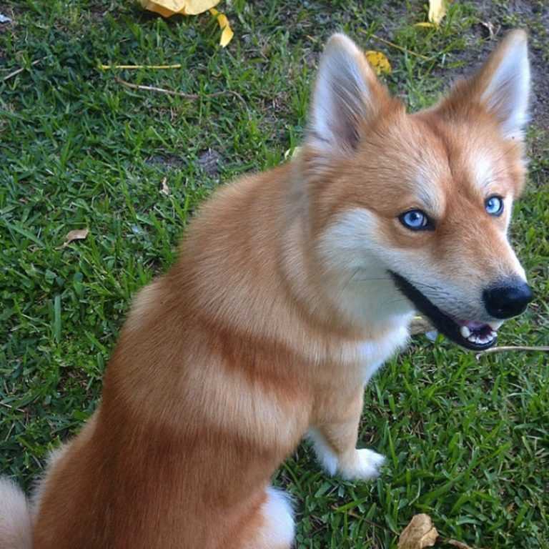 Породы собак похожих лис