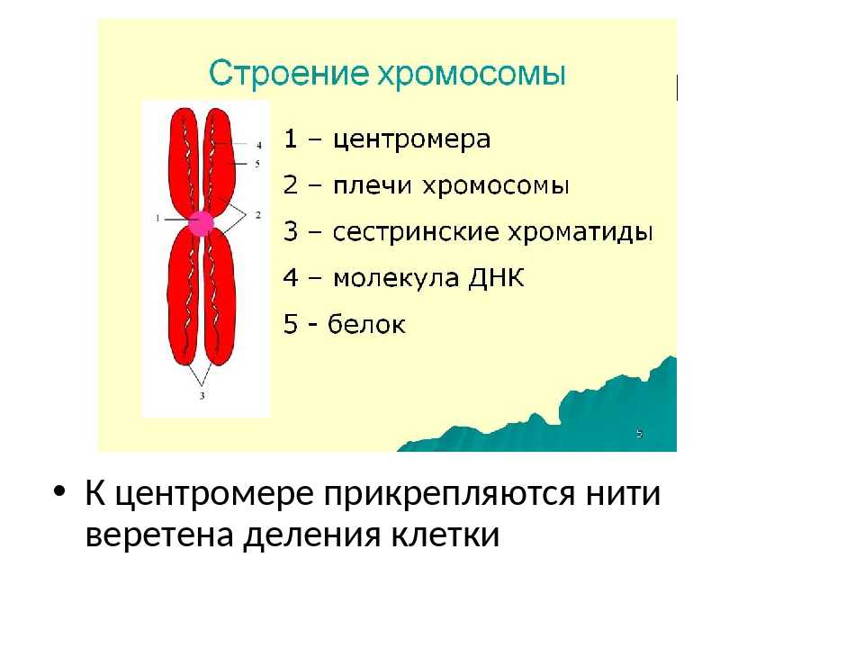 Хромосомы располагаются в. Функция центромеры в хромосоме. Строение центромеры. Хромосома хроматида центромера. Молекулярная структура хромосом.