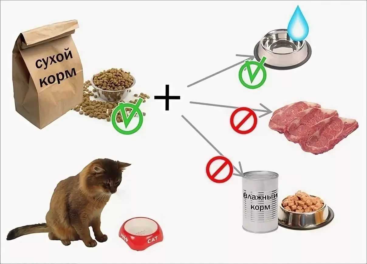 Можно ли кормить кошку сырым мясом: свининой, куриными шеями и головами