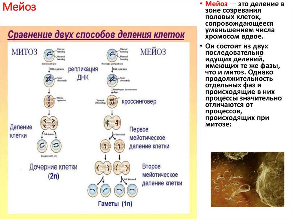 Схема мейоза растительной клетки. Фазы деления митоза и мейоза. Дочерних клетках любого организма при митозе образуется