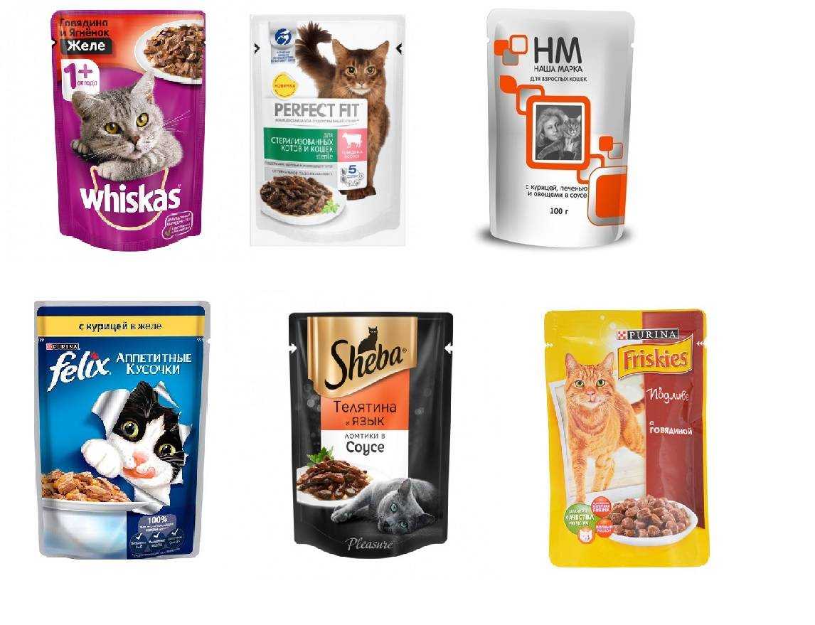 Заменитель кошачьего молока: особенности продуктов альтернативного кормления