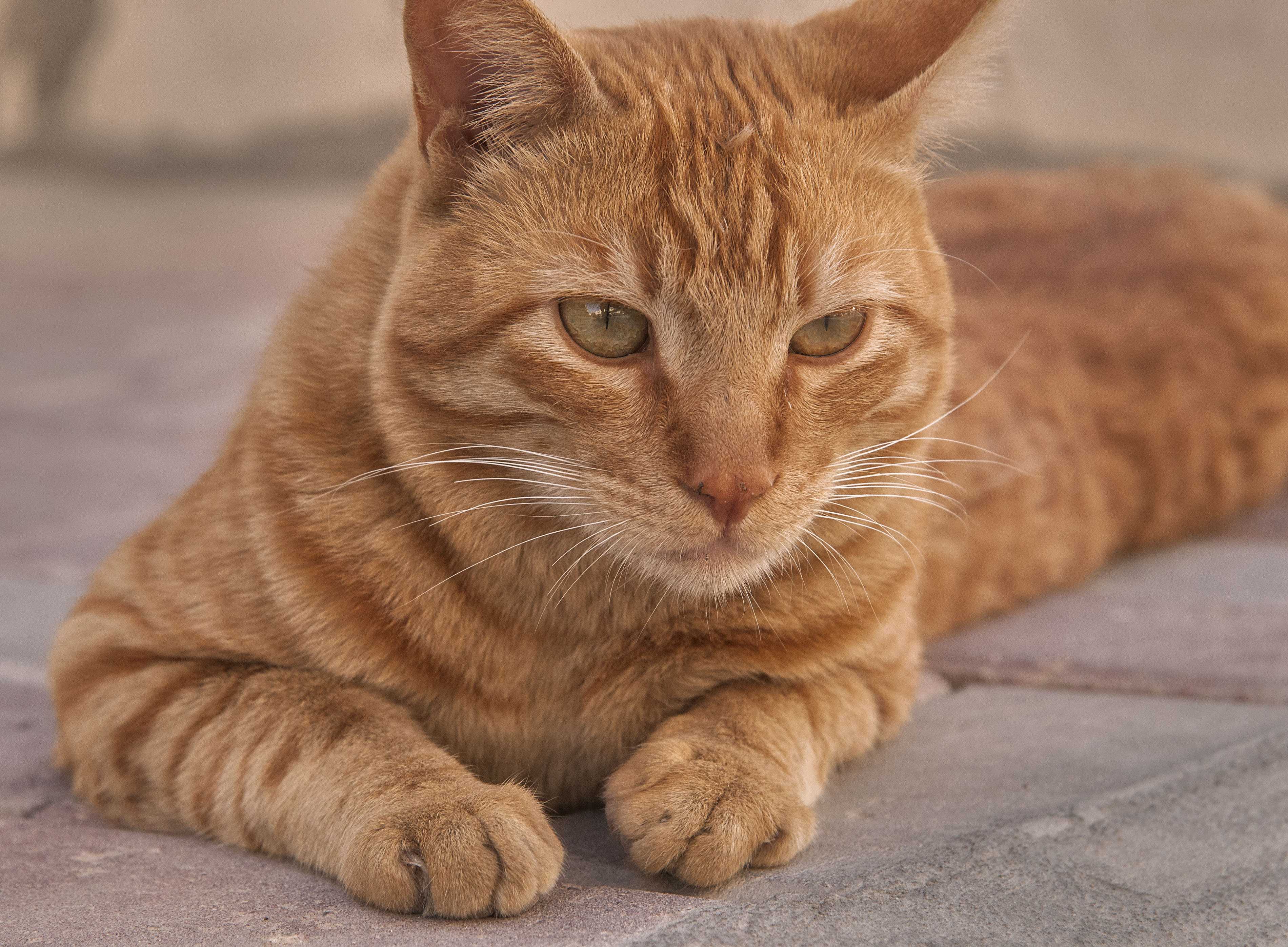 Рыжие коты: чем привлекают, и что приносят в дом питомцы солнечного окраса