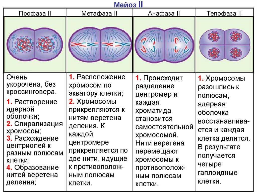 Конспект "жизненный цикл клетки. митоз и мейоз" - учительpro