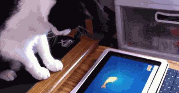  11 лучших видео для кошек (птицы, рыбки, лазер, мышки) + игры для кота