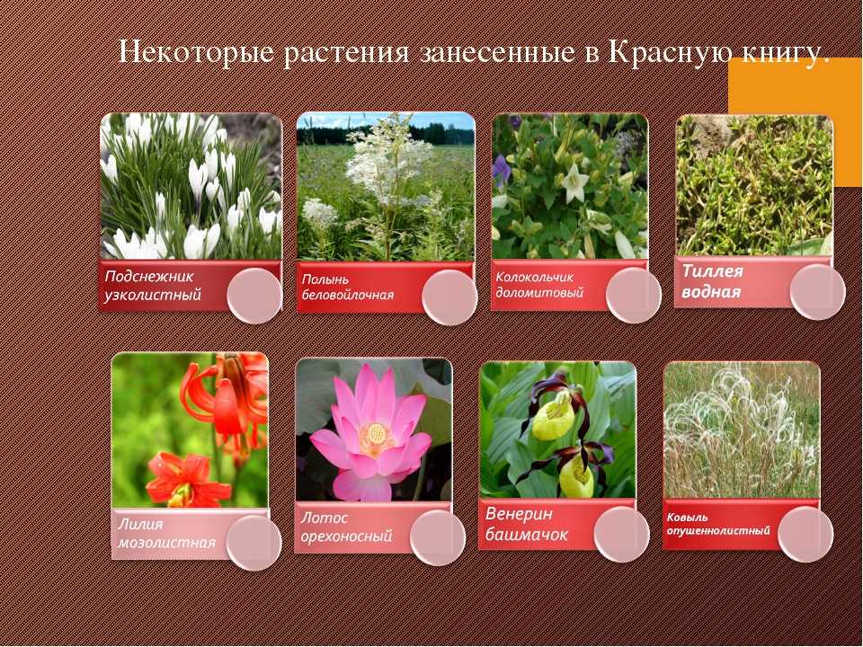 Чёрная книга растений россии: какие растения занесены, инвазивные