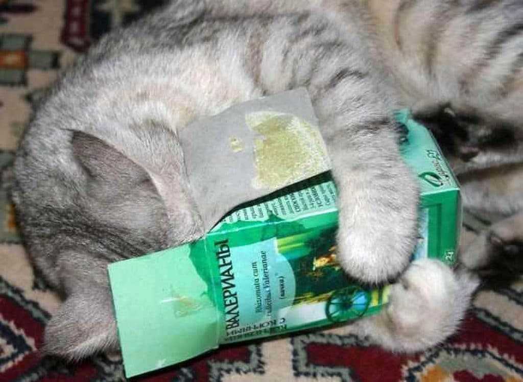 Почему коты любят валерьянку: как она действует, почему нравится кошкам, почему самцы реагируют на запах, что делать, если кот напился, почему нельзя давать - блог о животных