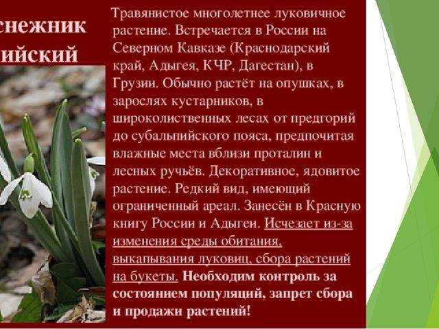 Растения, занесенные в красную книгу россии: описание и фото