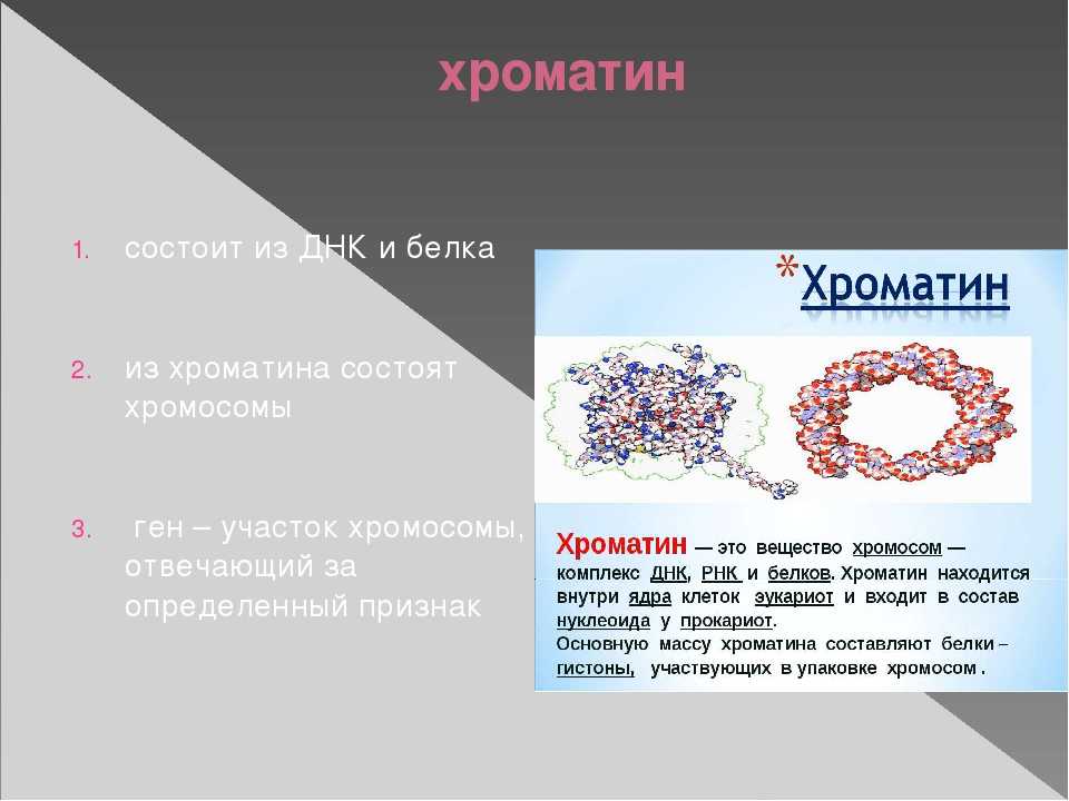 Какие структуры в ядрах содержат днк. Строение клетки хроматин. Строение ядра хроматин. Строение ядра клетки хроматин. Хроматин строение и функции.