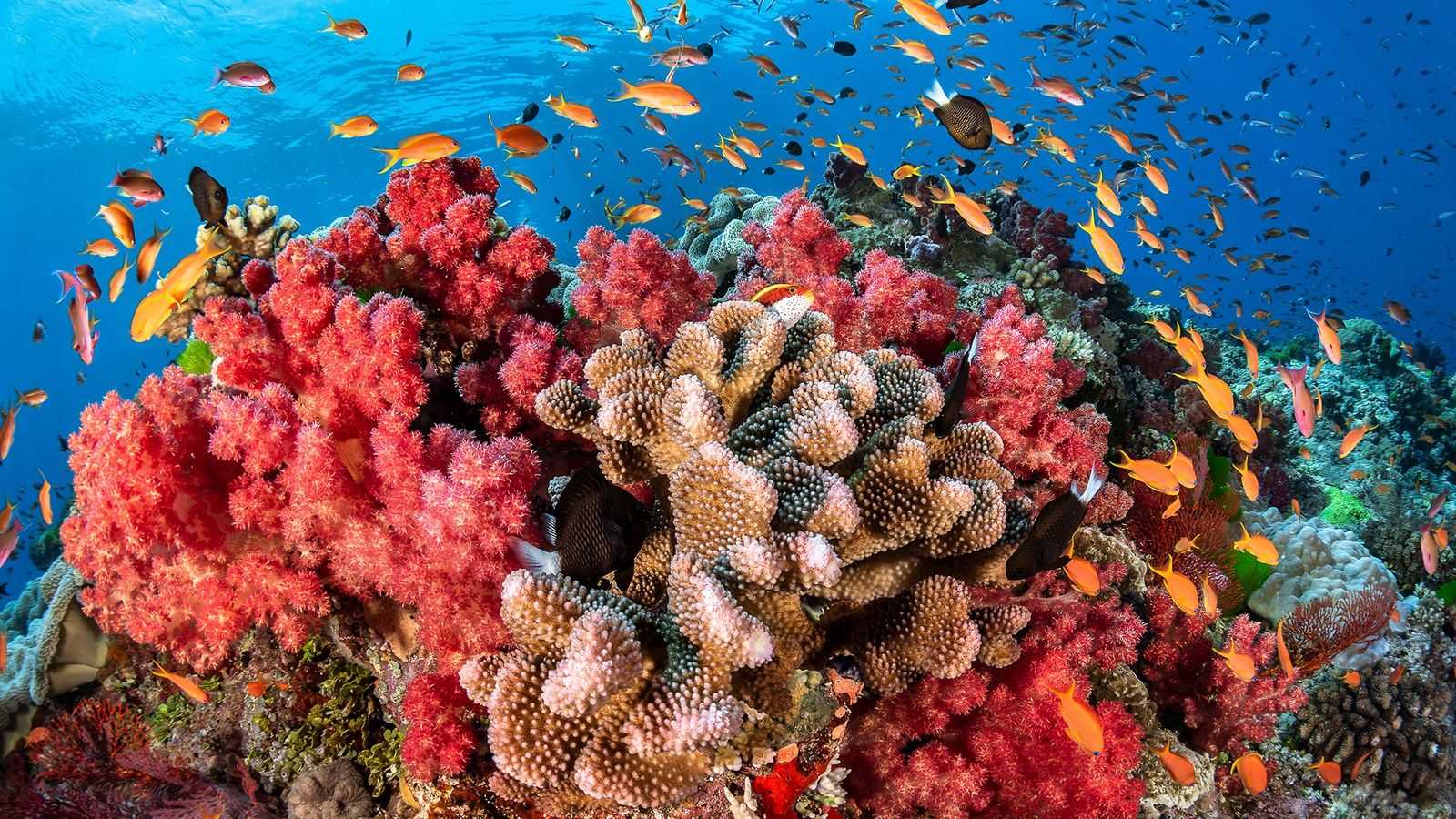 Коралловые рифы фото. anthozoa ehrenberg, 1834 = кораллы, коралловые полипы