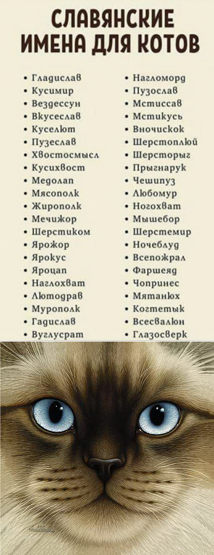 380 имен для серого кота или кошки (по полу, оригинально)