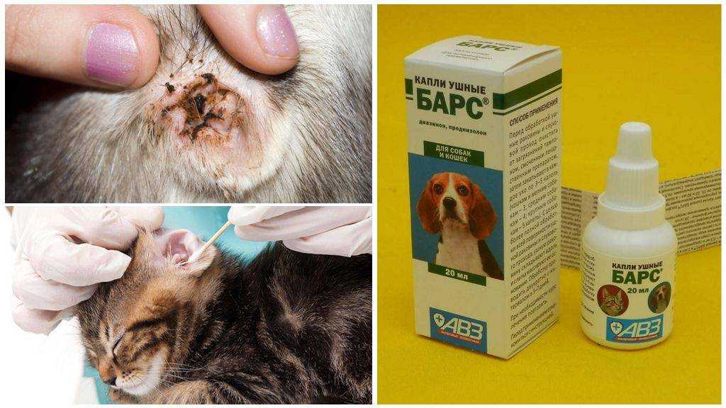 Как выглядит ушной клещ у кошек и чем его можно вылечить