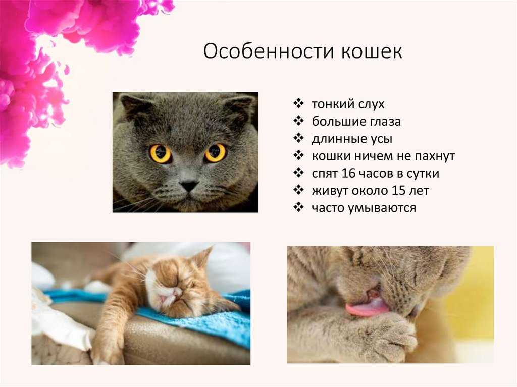 Кот или кошка: кого выбрать для проживания в квартире