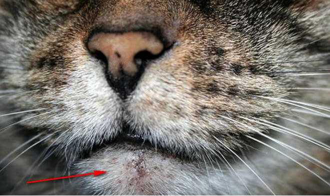 Акне у кошек: причины и симптомы, лечение, профилактика прыщей и угрей