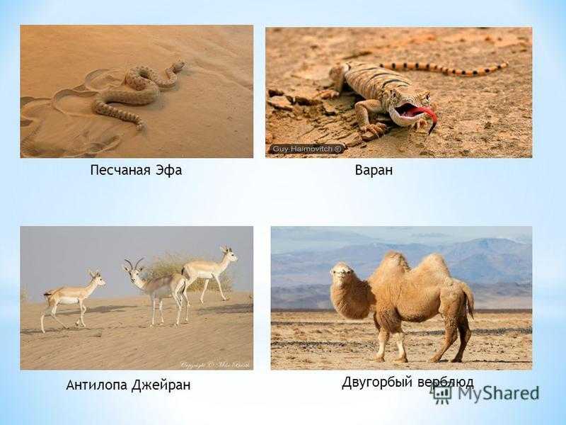 Животные египта. описания, названия и особенности животных египта