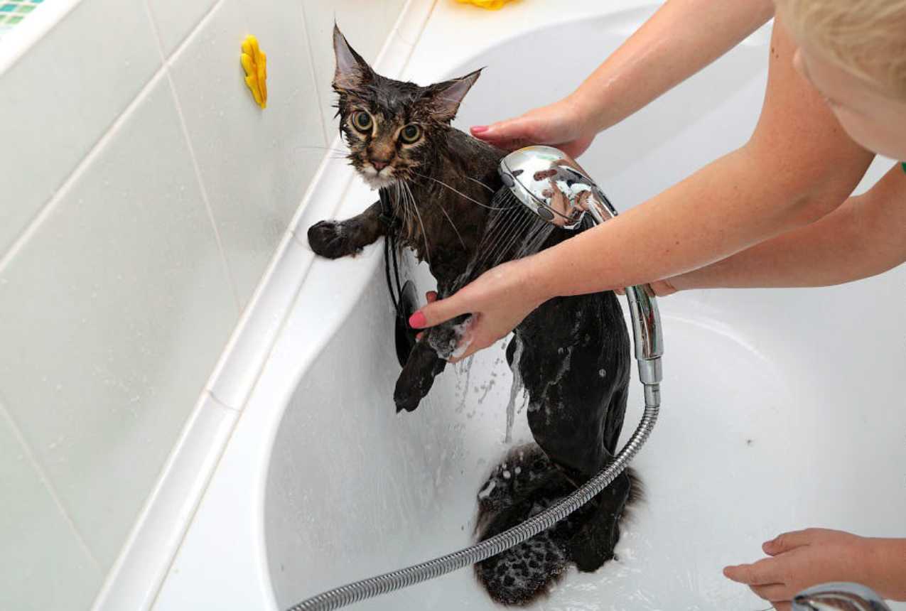 Можно ли мыть котенка? с какого возраста? как часто?
