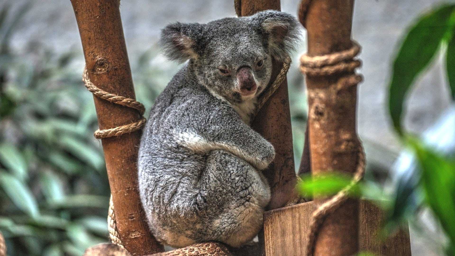 Сообщение про коалу - описание, образ жизни и интересные факты о травоядном животном