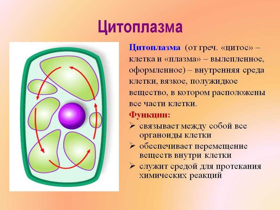 Цитоплазма - содержимое клетки за пределами ядра, заключенное в плазматическую мембрану Она имеет прозрачный цвет и гелеподобную консистенцию