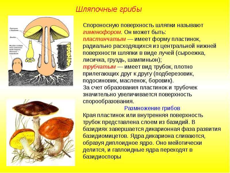 ​50 интересных фактов о грибах — общенет