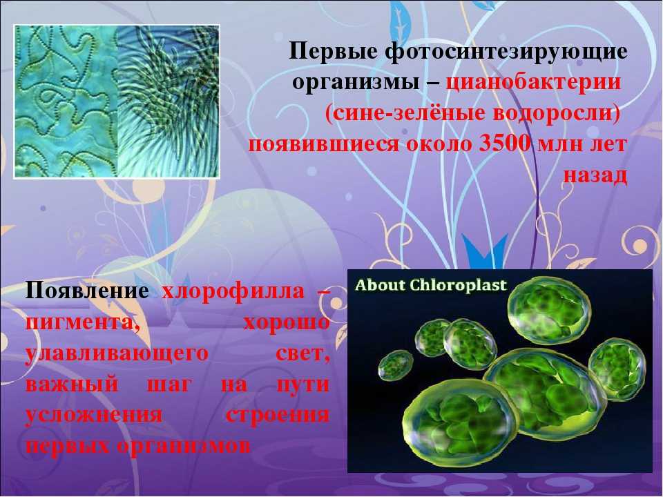 Возникновение фотосинтеза у прокариот. Пигменты цианобактерий хлорофилл. Одноклеточные сине зеленые водоросли. Цианобактерии сине-зеленые водоросли. Фотосинтезирующие клетки цианобактерий.