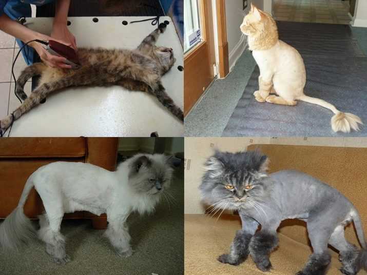 Стрижка котов и кошек: описание процесса, виды стрижек, примеры