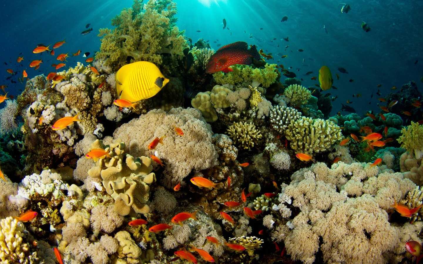 Что такое риф? что представляет собой большой коралловый риф австралии? :: syl.ru