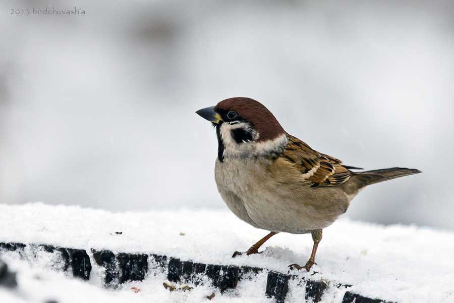 Зимующие и кочующие виды птиц: список, названия, фото и краткое описание