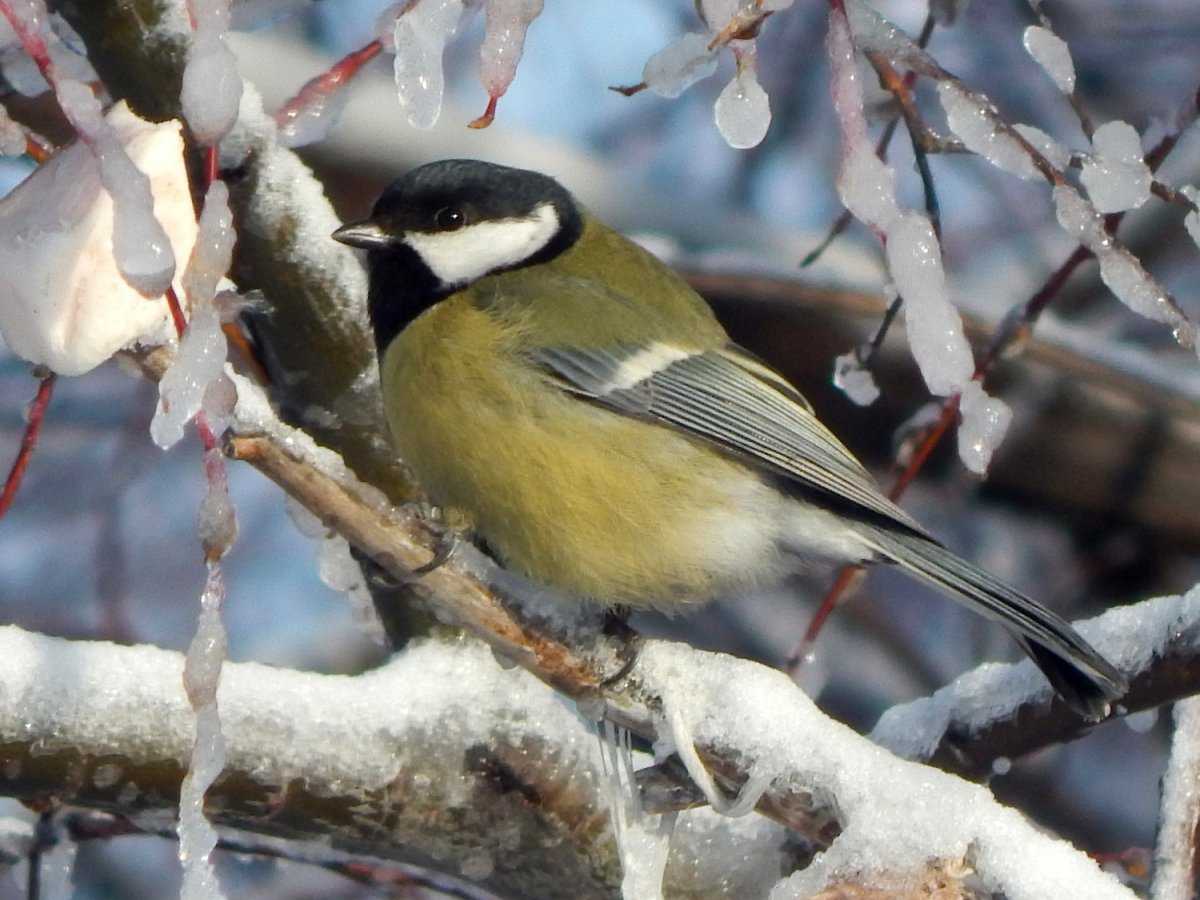 Зимующие птицы — какие птицы зимуют в россии, подборка фото