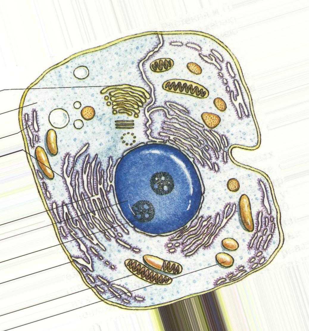 § 10. клеточная теория. общий план строения клетки: общий план строения клеток