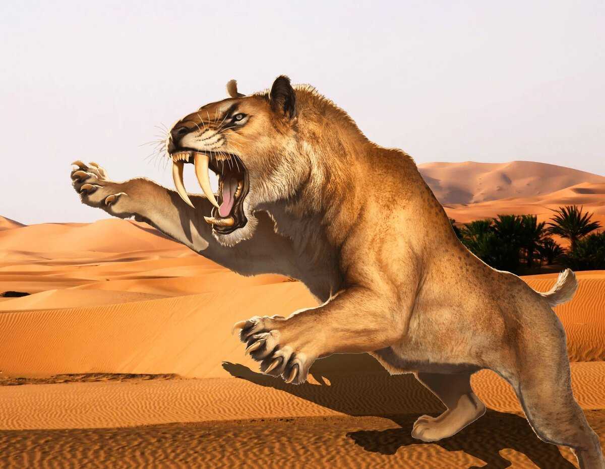 Рисунок саблезубый тигр – фото, видео, описание животного, характер, поведение — артист-ойл