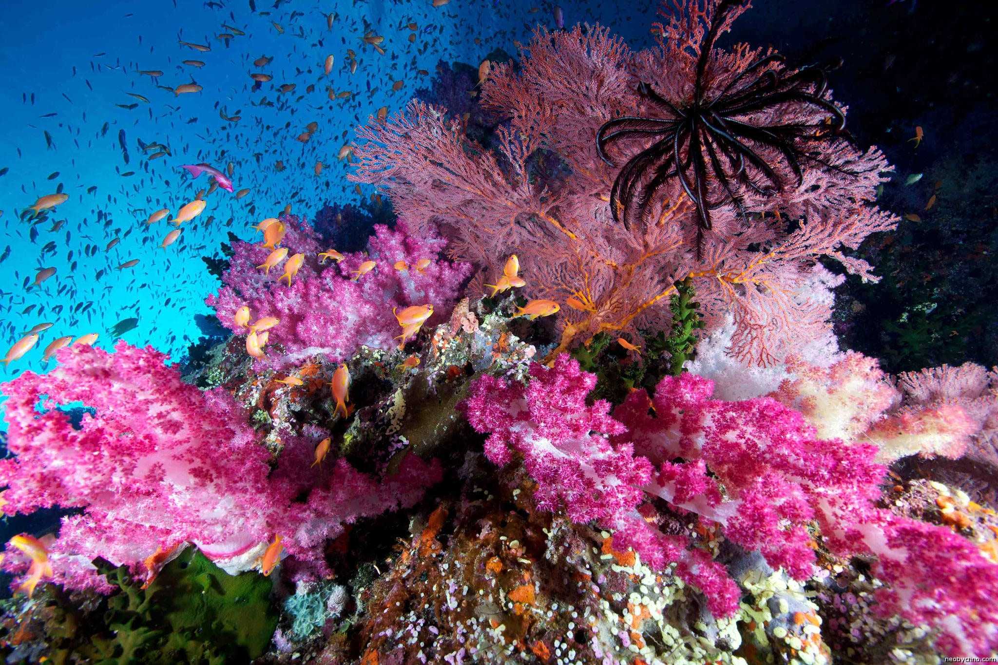 Почему коралловые рифы важны для человечества и как их спасти от гибели? - hi-news.ru