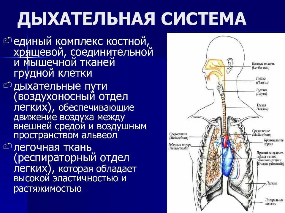 Вдох функции. Физиология дыхательной системы человека. Дыхательные пути и их функции физиология. Проводящие пути дыхательной системы. Отделы дыхательной системы.